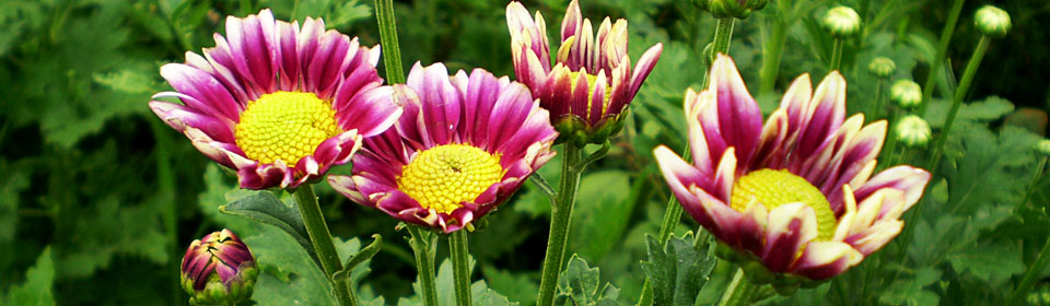 免费呼叫轰炸神器网页版